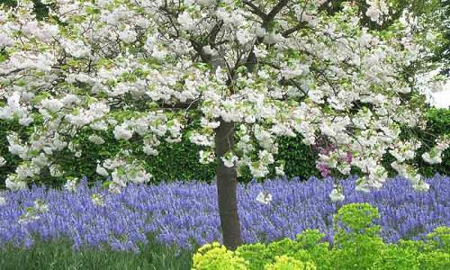 Spring Combination Ideas, Bulb Combinations, Plant Combinations, Flowerbeds Ideas, Spring Borders,prunus Shirofugen, Flowering Cherry tree, Pink flowers, White flowers, Camassia